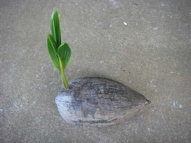 Resultado de imagen de coco germinando