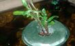 Acuaponia simple flotante planta