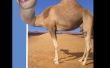 Cómo poner un cabezal que puede no ser tuyo, en camello o