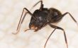 Rápido y fácil de interior/al aire libre hormigas veneno