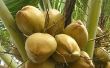 Cómo abrir un coco por Jaroslaw Gebus