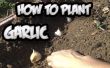 Cómo plantar ajo