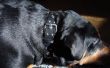 C&oacute;mo hacer un collar de perro barato&period; 