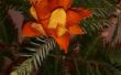 Hoja perenne flor de naranja