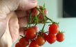 Cultivar tomates cherry de detritos. Guía de un newbie. 