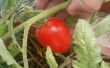 Jardinería de tomate - semillas de la fruta