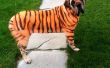 Perro de tigre