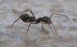 Cómo deshacerse de las hormigas