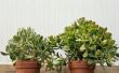 Plantas de Jade: Tan fácil de cuidar en el hogar y en el jardín de