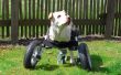 Adaptable para sillas de ruedas para perros discapacitados