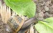 Proyecto fallido: Guardar caracoles lejos de un huerto