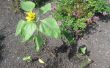 ¿Miracle Grow realmente afecta el crecimiento del girasol planta durante la germinación y las primeras etapas de crecimiento de la planta después de? 
