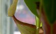 Nepenthes plantas de jarra para macetas mezcla desde cero
