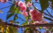 Conserva de flores de cerezo