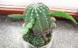 Injerto de cactus (y otras plantas suculentas)
