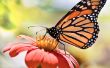 La mariposa monarca de ahorro