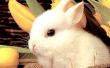 Básica en vivo trampa para conejos, ardillas y otros animales