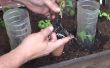 Como Tener Una Planta De Tomate En 15 Dias
