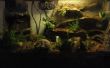 Terrario roca impermeable vivero trabajo para ranas y anfibios