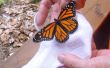 Granja de mariposas monarca