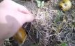 Capturar los gusanos con nueces (video)