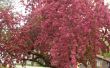 My Crab Apple Tree