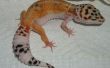 Cuidado de Gecko leopardo
