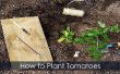 Plantas de tomate - plantar ATA para arriba y guía de crecimiento