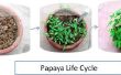 Cultivo de Papaya de semillas