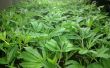 Clonación: Propagar el cultivo de cannabis