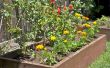 Cultivar hortalizas en tu patio trasero