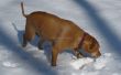 Ocultar y buscar golosinas de perro en la nieve! 