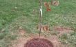 Círculo del árbol