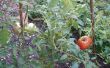 Cultivar tomates de semillas