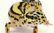 Cómo criar Geckos leopardo
