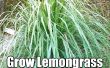 Cómo cultivar hierba de limón