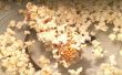 Palomitas de maíz de 3 minutos en una mazorca