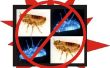 Control de las pulgas naturalmente con artículos comunes del hogar