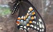 Swallowtail Butterfly incubación hábitat