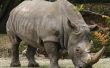 ¿Cómo hacer a un rinoceronte