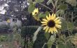 C&oacute;mo cosechar las semillas de girasol ornamentals