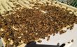 Colmena/instalar una colonia de abejas de un paquete
