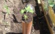 Cómo crece la comida de la tierra en tubos, (especialmente plantas colgantes)
