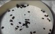 Pequeña colmena escarabajos Neverwet - VS... Neverwet gana!!!!!! 
