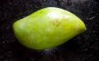 Chutney de mango de verde