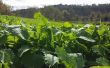 C&oacute;mo tener &eacute;xito con ciervos comida parcelas&colon; realidad&comma; asesoramiento&comma; dise&ntilde;o&comma; plantaci&oacute;n y mantenimiento