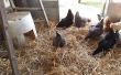 Maximizar el espacio de Coop de pollo para los pollos más
