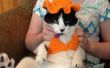 Sombrero de sol y bikini de gato EasyCrocheted