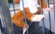 Construir un Yeti neumáticamente actuada en una jaula para un Halloween Haunted House