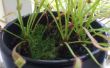 Drosera capensis - cultivo y cuidado